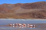 BOLIVIA 2 - Ruta de Las Joyas - Laguna Hedionda - Flamencos - 10